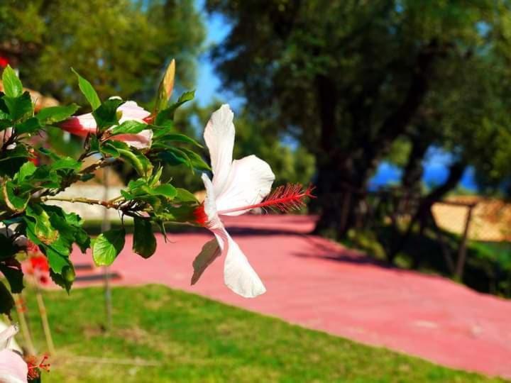Αρχοντικό Βίλλα Βίλα Αλυκών Εξωτερικό φωτογραφία